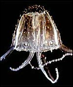 Irukandji jellyfish